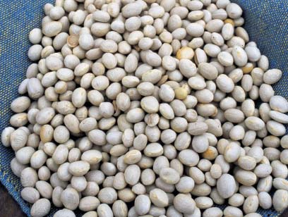 Fagioli Coco